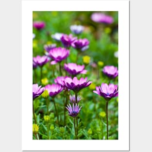 Purple daisies Posters and Art